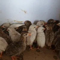 جوجه مرغ شاخدار|حیوانات مزرعه|یزد, |دیوار