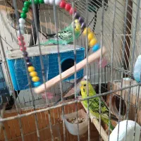 مرغ عشق خاص|پرنده|بندر ماهشهر, |دیوار