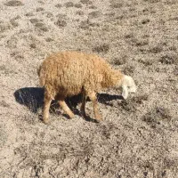 بره نر و ماده|حیوانات مزرعه|اردبیل, |دیوار