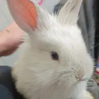 خرگوش همراه وسایل