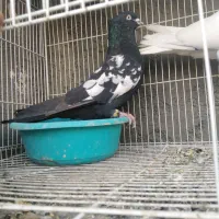 ساده، طوقی،زرد کرمونی، سار.|پرنده|مشهد, شهید قربانی|دیوار