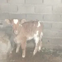 ماده گاو با گوساله نر