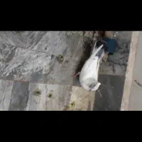 نر شونی گم شده|پرنده|بروجرد, |دیوار