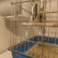 یک جفت عروس هلندی تخم گزارش|پرنده|مرودشت, سهلآباد|دیوار