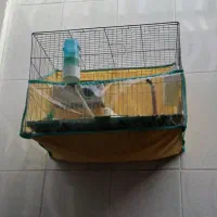 فروش فوری مرغ عشق مولدد