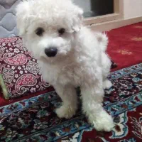 پودل نر ، شناسنامه دار ، باهوش ، واکسن زده