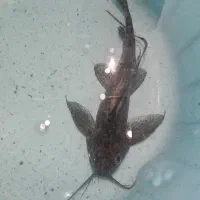 کت فیش خرگوشی یا وارونه