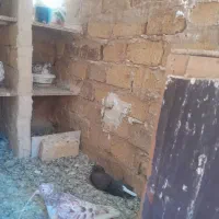 کبوتر|پرنده|معصومیه, |دیوار