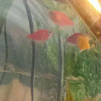 فروش ماهی گوپی و کالر