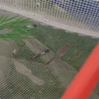 گوپی یک ماه بیگ ایر|ماهی|مشکین‌دشت, |دیوار