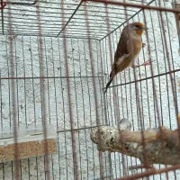 سهره قناری|پرنده|مرودشت, استادیوم‎|دیوار