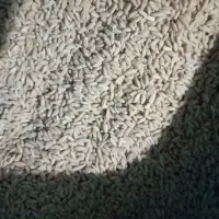 گندم دیم|خوردنی و آشامیدنی|نوبران, |دیوار