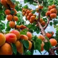 کاشت انواع نهال ها. رنگ کردن تنه درختان . چال کود|خدمات باغبانی و درختکاری|سقز, |دیوار