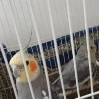 عروس هلندی جفت
