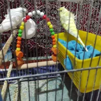 مرغ عشق|پرنده|سنندج, |دیوار