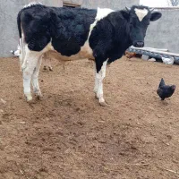 گوساله نر درجوین