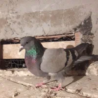 گوماده فرفرا صیدشده