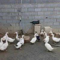 بگ بگی، اردک