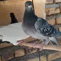 کبوتر پایین بخون بعد بیا|پرنده|سراوان, |دیوار