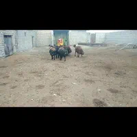 فروش گوسفند سیمنتال