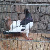 ۴جفت کفتر به ضمانت تخم وجوجه