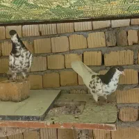 یه جفت یال گلدار چاپی بی عیب