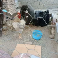 یک‌‌عدد‌خروس‌دو‌تا‌مرغ‌