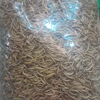 میلورم خشک و زنده صادراتی