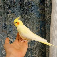 عروس هلندی لوتینو ماده رام ودستی