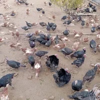 فروش بوقلمون|حیوانات مزرعه|کوهدشت, |دیوار