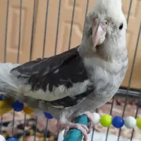 عروس هلندی نر