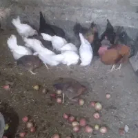 مرغ محلی و مرغ ماشینی