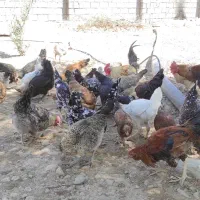 مرغ و خروس محلی گلین|حیوانات مزرعه|دوگنبدان, |دیوار