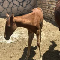 کره اسب نوه سهیل حیدر