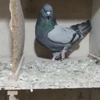 گوی فورشی نر