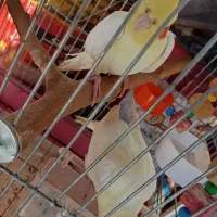 یک جفت عروس هلندی لوتینو|پرنده|شیراز, وزیرآباد|دیوار