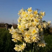پیاز گل نرگس اصلاح شده|گل و گیاه طبیعی|شیراز, کاراندیش|دیوار