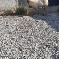 بز بزغاله گوسفند بره|حیوانات مزرعه|هشتگرد, ایقربلاغ|دیوار