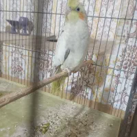عروس هلندی. قناری. مرغ عشق. سهره