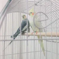 عروس هلندی جفت|پرنده|بوئین زهرا, |دیوار