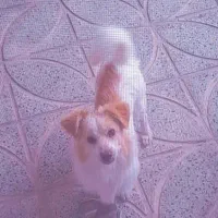 پاپی نر اشپیتز