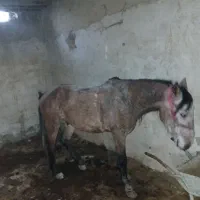 اسب کورد جفت زن|اسب و تجهیزات اسبسواری|نوشین شهر, |دیوار