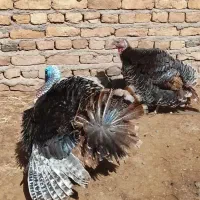 بوقلمون خانگی