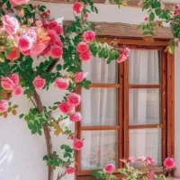 استخدام سرپرست باغ پسته