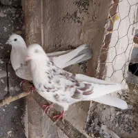 یک لونه کبوتر پرشی|پرنده|خوی, |دیوار