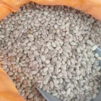 فروش لوبیا