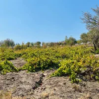 زمین و ملک|فروش زمین و ملک کلنگی|زند, |دیوار