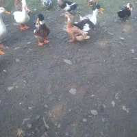 فروش اودرک محلی نر وماده تخم گذار|حیوانات مزرعه|سیاهکل, |دیوار