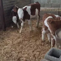 گوساله در وزنهای مختلف بازار بندر ترکمن