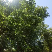 کارگر سیب وگردو تک